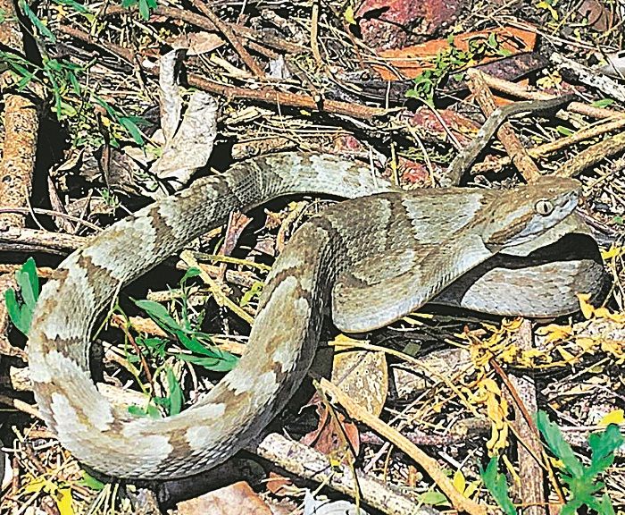 Jararaca pode medir até 70 cm (Foto: Divulgação)