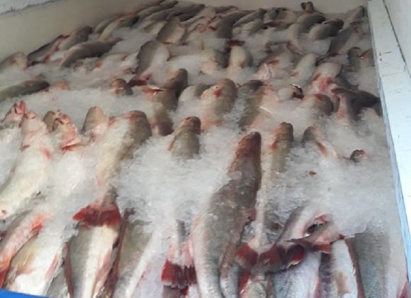Um grupo de pescadores conseguiu retirar da água 3.225 quilos de peixes, entre pescada amarela, pescadinha e corvina (Foto: Divulgação)