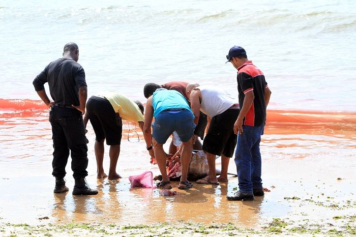 Moradores repartiram a carne do peixe (Foto: Kadidja Fernandes/AT)
