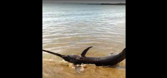 Animal encalhou e foi arrastado para a areia por moradores (Foto: Reprodução vídeo)