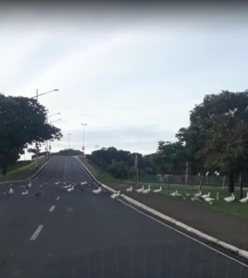 No vídeo, é possível ver as aves aquáticas enfileiradas e fazendo a travessia. (Foto: Reprodução/Claudia Paulino Hova)