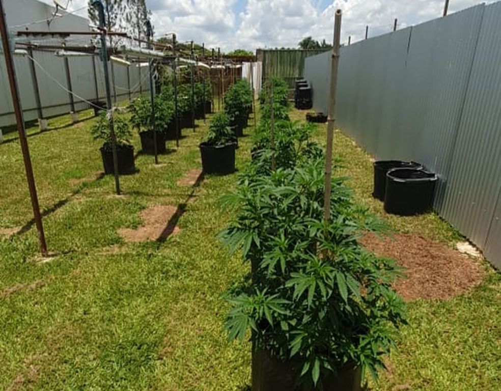 Pelo menos 128 pés de maconha eram cultivados no quintal da casa da família. (Foto: Divulgação / Polícia Civil do Distrito Federal)