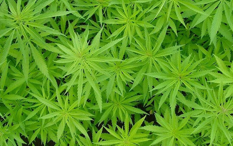 Plantação de maconha (Foto: Divulgação)
