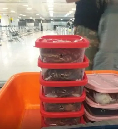 Imagem ilustrativa da imagem Biólogo é preso ao tentar embarcar com 200 animais vivos no aeroporto de Guarulhos