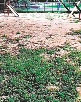 Imagem ilustrativa da imagem Limpeza de praça