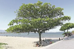 Imagem ilustrativa da imagem Castanheira abandonada e sem cuidados