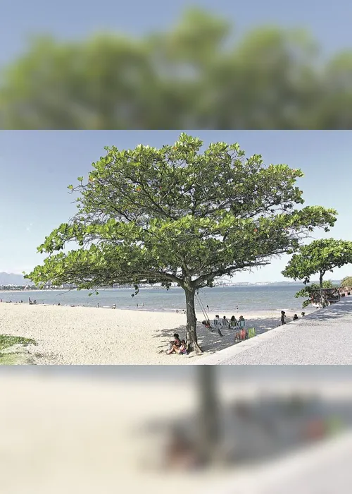 
          Imagem ilustrativa da imagem Castanheira abandonada e sem cuidados
          