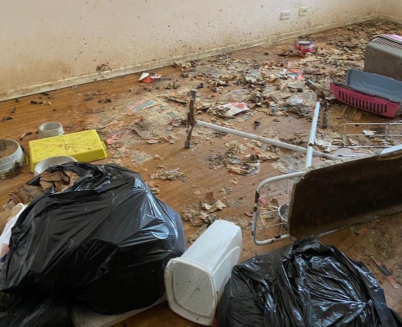 Quatro cachorros ainda foram encontrados vivos com sinais de desnutrição (Foto: Divulgação)