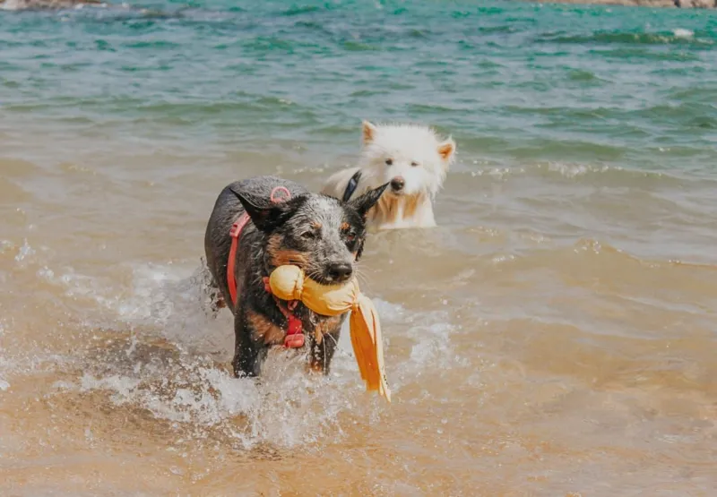 Koda e Nala gostam de tomar banho de mar e se divertem na água.