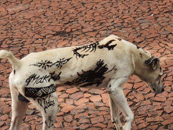 Cão foi visto em praça (Foto: Acervo pessoal)