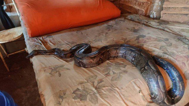 Moradora encontrou cobra em cima da cama. (Foto: Divulgação/CBMMG)