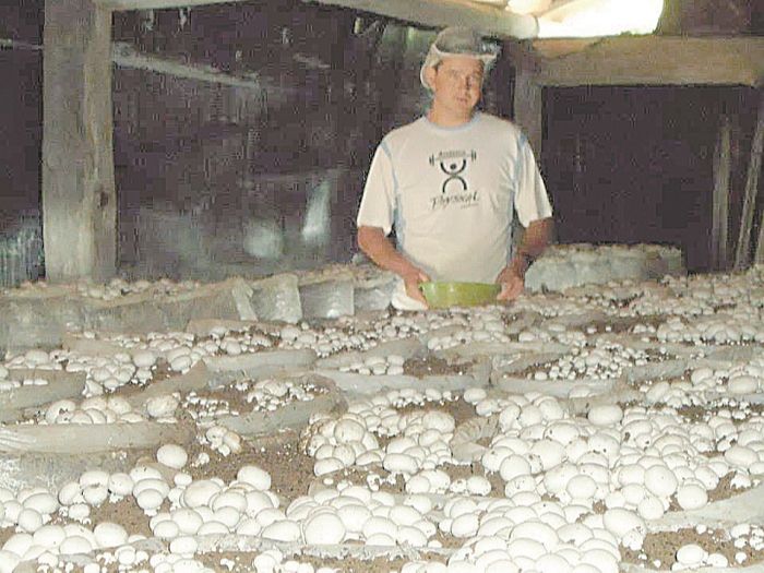 Claudiro Berger, 33, trabalha na colheita de cogumelos há 15 anos (Foto: Acervo pessoal)