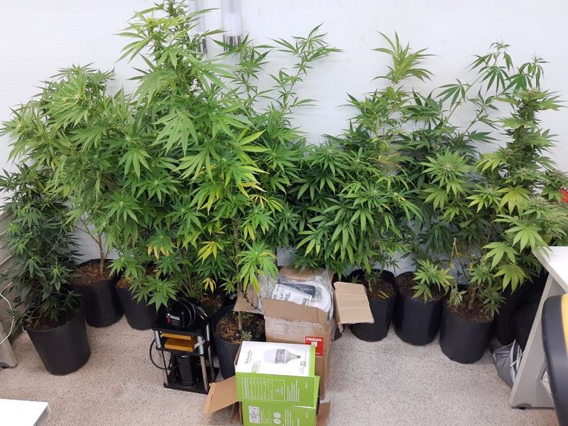 Foram apreendidos na casa do traficante, cinco tabletes de maconha lacrados, 13 pés de maconha, 18 buchas de maconha, buchas e tabletes de haxixe, balanças de precisão, ar condicionado portátil, prensa hidráulica e caderno com anotações do tráfico (Foto: Roberta Bourguignon)