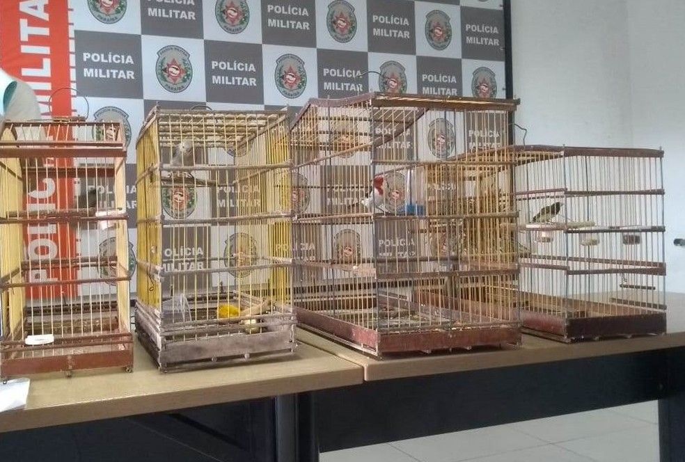 Animais encontrados na casa do acusado (Foto: Divulgação/ PMPB)
