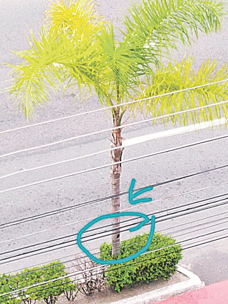 Palmeira na avenida Champagnat (Foto: Rosane Portilho)