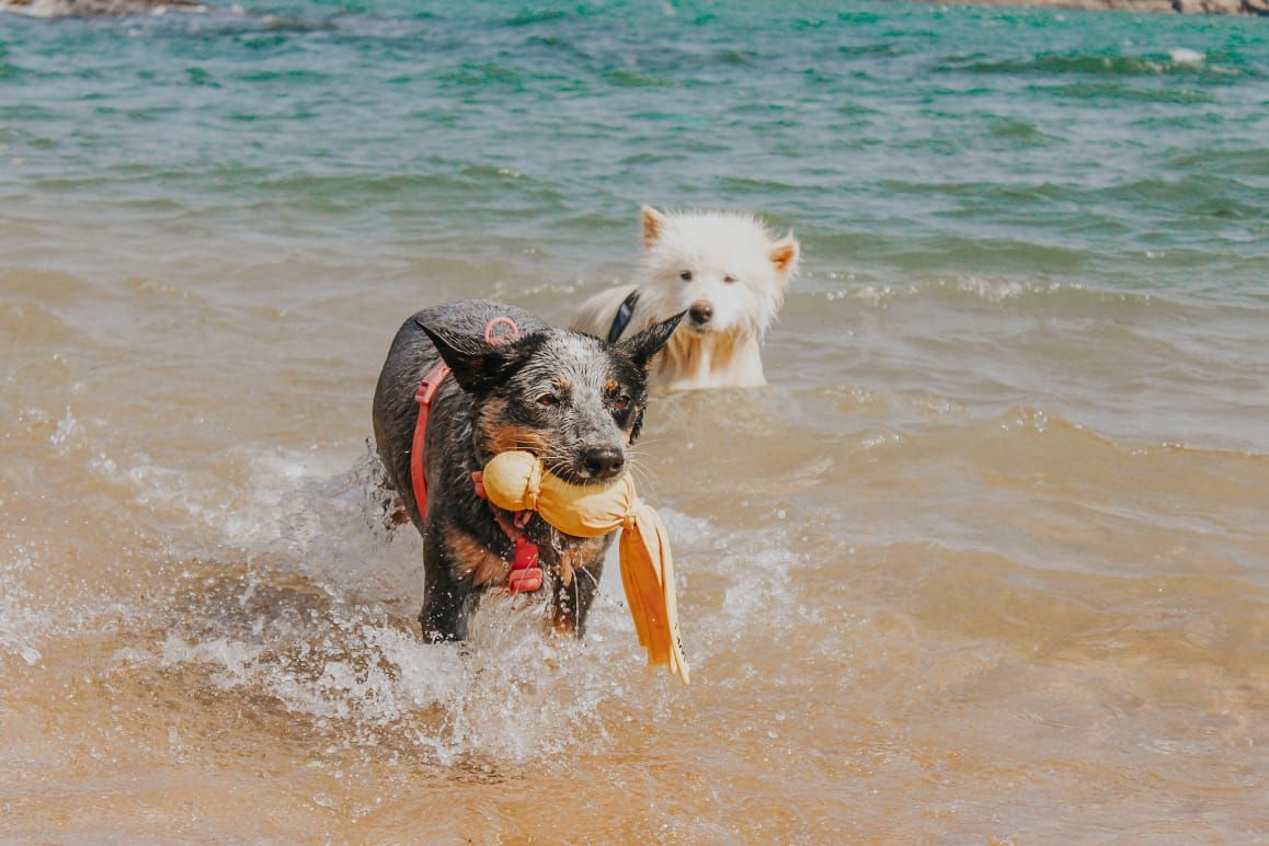 Koda e Nala gostam de tomar banho de mar e se divertem na água. (Foto: Acervo pessoal)