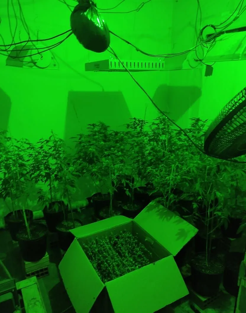 Imagem ilustrativa da imagem Polícia apreende 55 pés de maconha em Aracruz