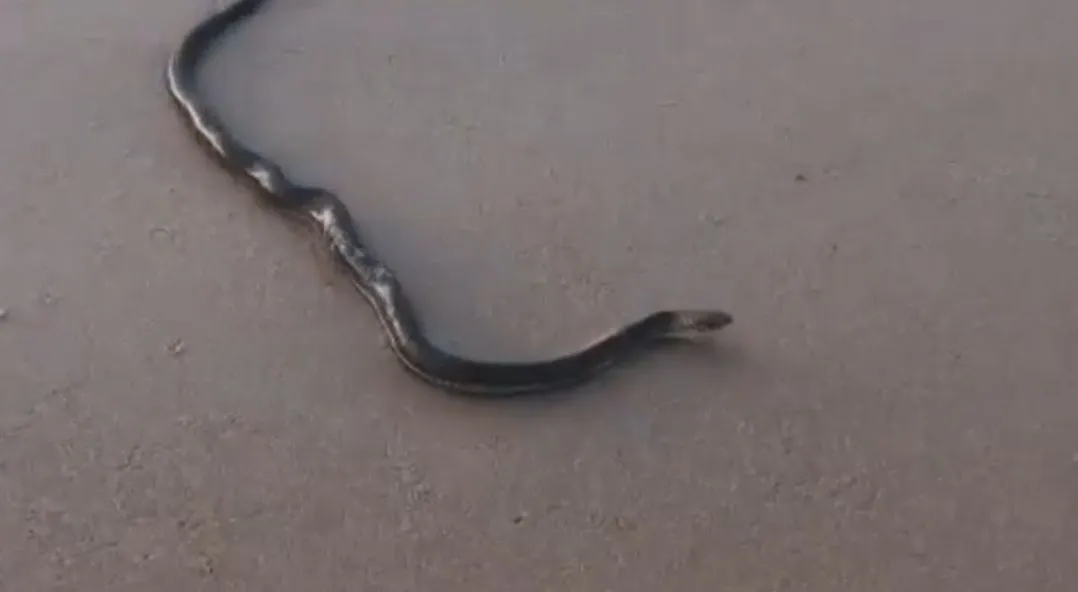 Imagem ilustrativa da imagem VÍDEO | Tatuador encontra cobra venenosa em praia de Vila Velha