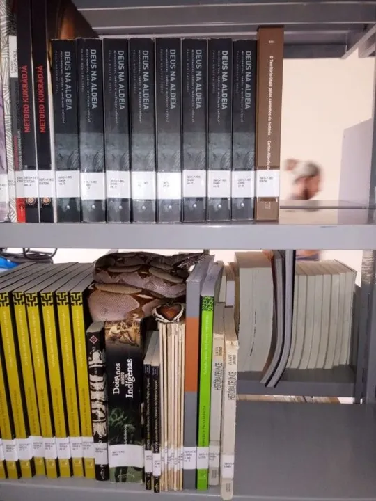 Imagem ilustrativa da imagem Cobra é encontrada em cima de livros de biblioteca de universidade