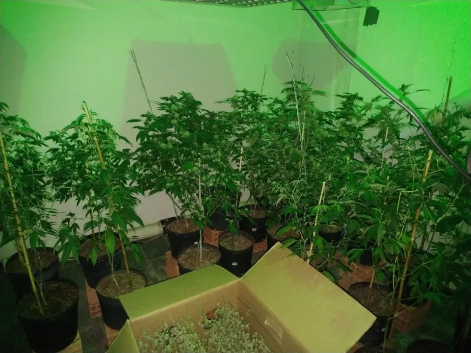 Imagem ilustrativa da imagem Polícia apreende 55 pés de maconha em Aracruz