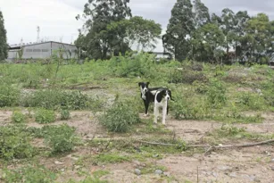 Imagem ilustrativa da imagem Castração de cães e gatos