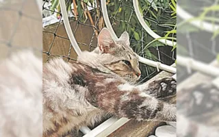 Imagem ilustrativa da imagem Quem quer ter um gato precisa colocar tela nas janelas