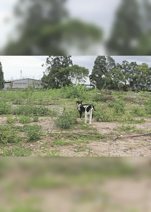 
          Imagem ilustrativa da imagem Castração de cães e gatos
          