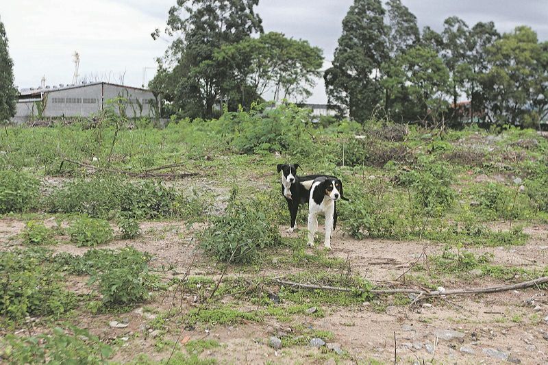 Cachorros soltos em terreno baldio, no bairro Divino Espírito Santo: Vila Velha prevê parcerias para castração (Foto: Dayana Souza/AT)
