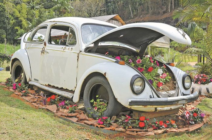 O primeiro passo foi encher o capô na frente e o banco de trás de terra e plantar beijo. Logo, o carro todo foi enchendo de flores (Foto: Arciléa Zaager Bermudes)