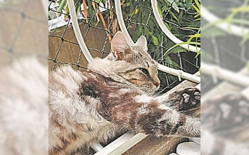 Protetores de animais e ONGs têm a tela de proteção em janelas como requisito mínimo para interessados em adotar gatos (Foto: Reprodução/Acervo Pessoal)