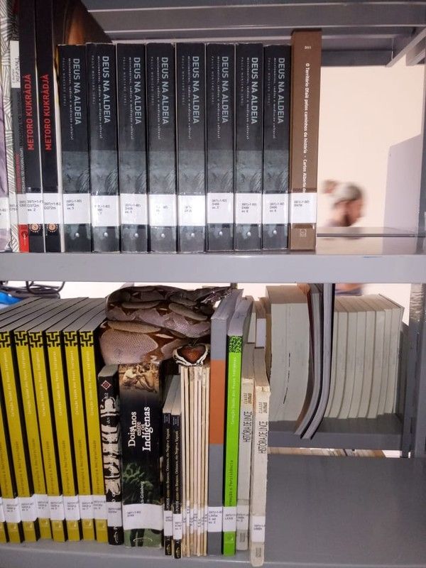 Cobra foi encontrada em cima de livros (Foto: Divulgação)