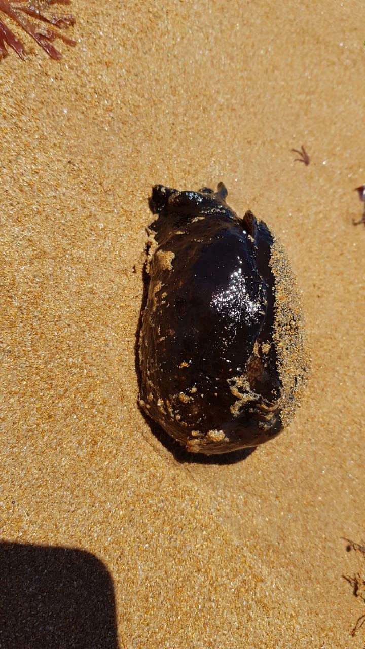 Lesmas do mar aparecem mortas em praia da Serra e assustam banhistas (Foto: Emerson Serra)