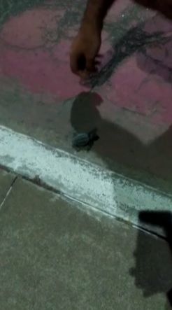 Filhote estava indo para a rua e foi redirecionado por quem estava na orla (Foto: Enviada por WhatsApp)