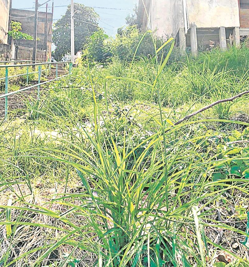 Mato em escadaria do bairro Alvorada (Foto: Marcos Vinicius Vasconcelos Lima)