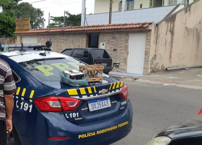 Polícia Rodoviária Federal apreendeu pássaros em alçapão de um carro, em Guarapari (Foto: Divulgação/PRF)