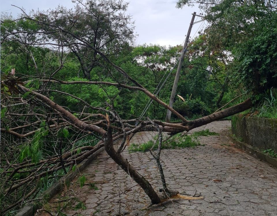 Árvore caída obstruindo o acesso ao bairro Cruzamento (Foto: Reprodução)