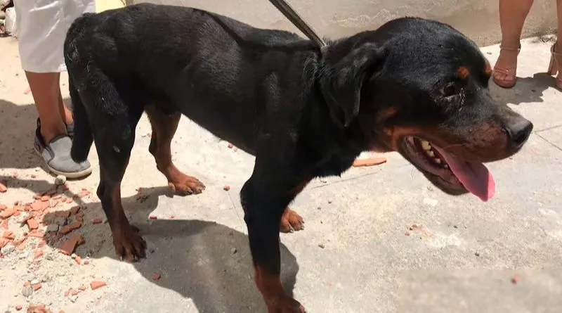 Rottweilers foram resgatados na terça-feira