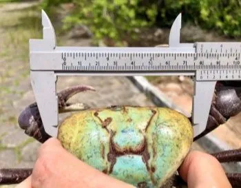 Imagem ilustrativa da imagem VÍDEO | Mais de 700 caranguejos são devolvidos ao meio ambiente