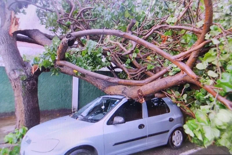 Imagem ilustrativa da imagem Fortes chuvas derrubam árvores e causam estragos na Grande Vitória