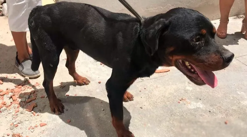 Imagem ilustrativa da imagem Rottweilers vítimas de maus-tratos são resgatados em bairro nobre de Vitória
