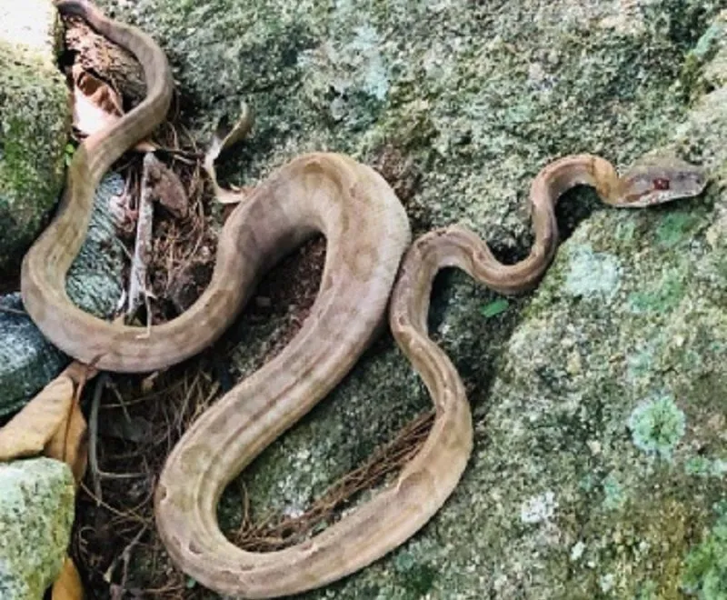 Imagem ilustrativa da imagem Serpente é encontrada em casa em Vitória e devolvida a natureza