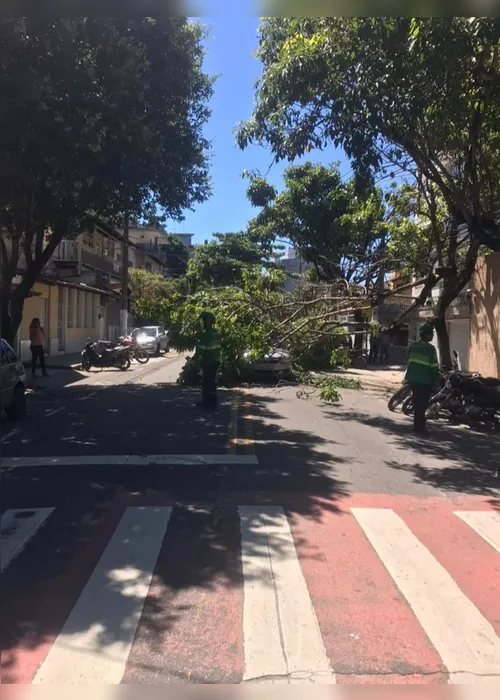 Imagem ilustrativa da imagem Árvore cai em cima de carro que passava em rua de Vila Velha