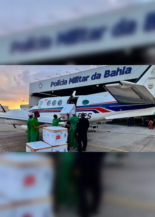 Imagem ilustrativa da imagem Morre jumento que se envolveu em acidente de avião com vacinas
