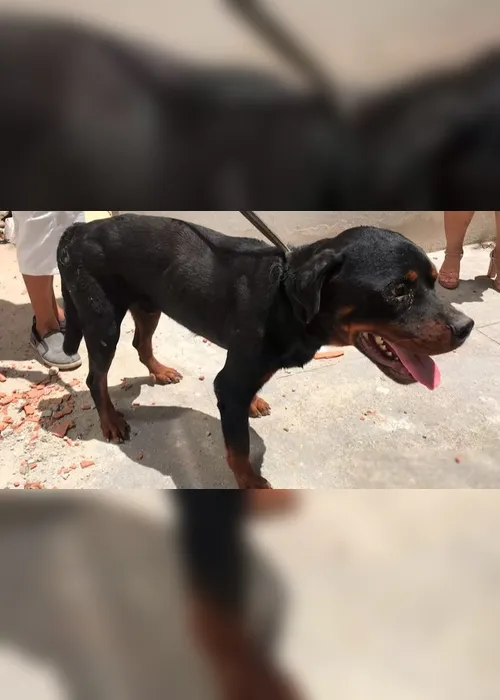 Imagem ilustrativa da imagem Rottweilers vítimas de maus-tratos são resgatados em bairro nobre de Vitória
