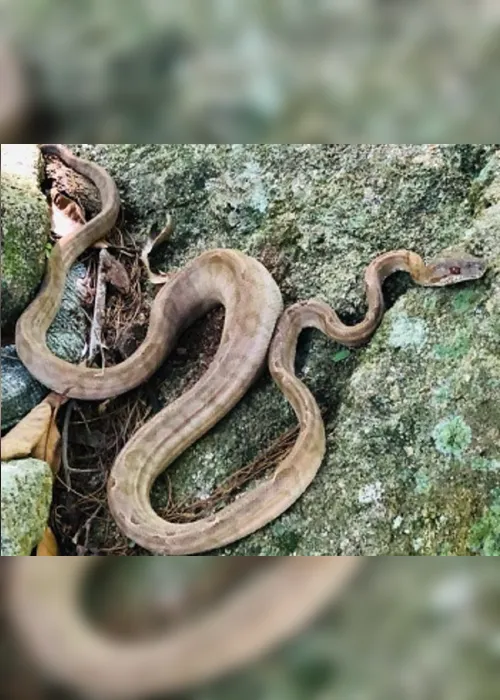 Imagem ilustrativa da imagem Serpente é encontrada em casa em Vitória e devolvida a natureza