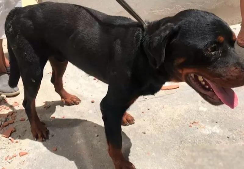 Rottweilers foram resgatados na terça-feira