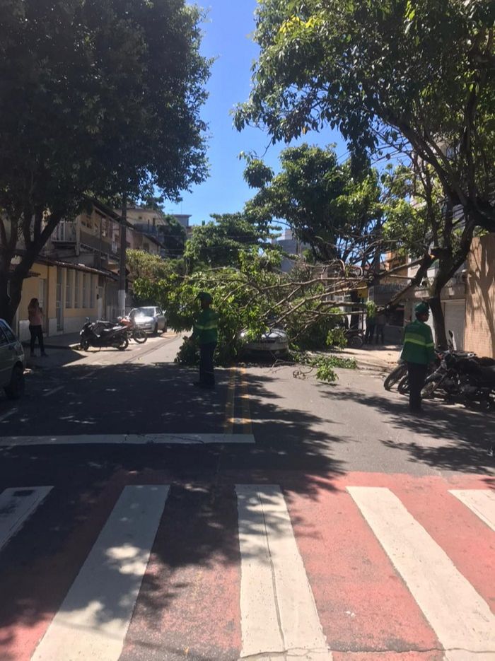 Equipe da prefeitura chegou rápido ao local para cortar árvore (Foto: Aderley de Angeli )