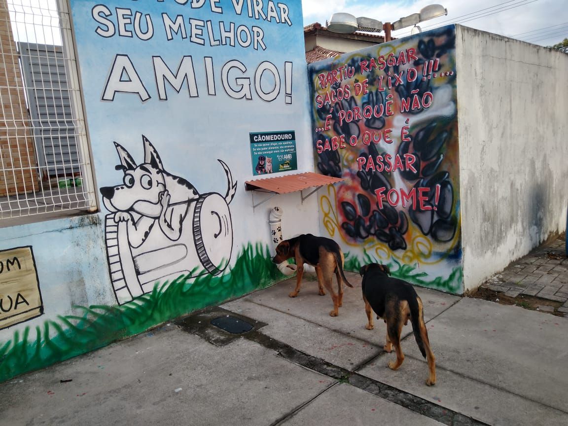 Moradores criam jardim com espaço para alimentar animais de rua na Serra (Foto: Dayane Rocha)