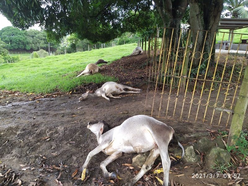 Raio mata gado na zona rural de Anchieta (Foto: Marcos Santos)