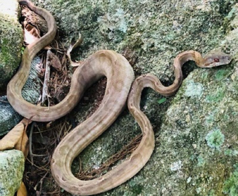 O animal precisou ser resgatado pelo serviço de resgate de fauna silvestre da capital (Foto: Divulgação / Semmam)